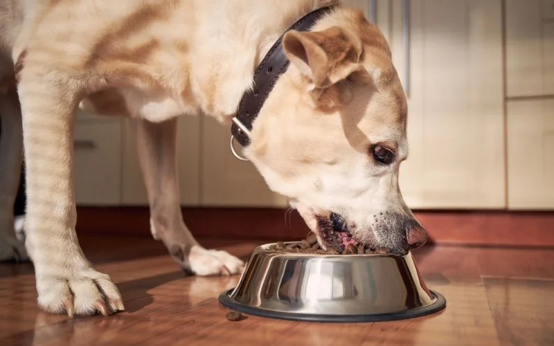Senior Dog Food Options