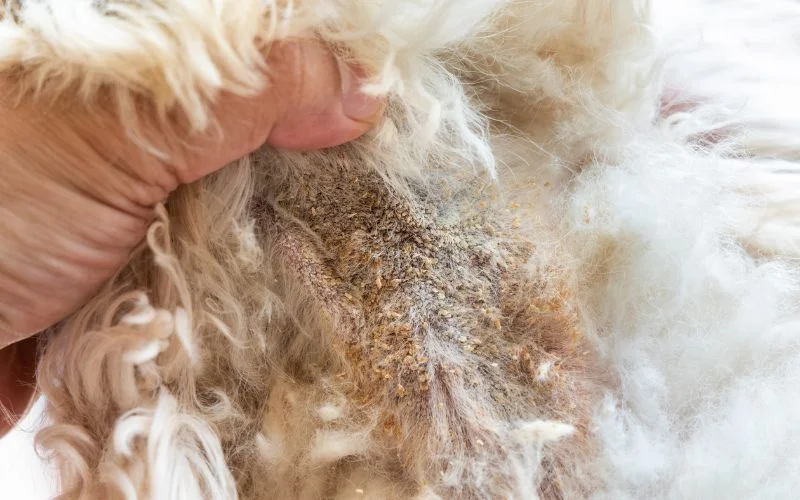 fungal infections in dogs