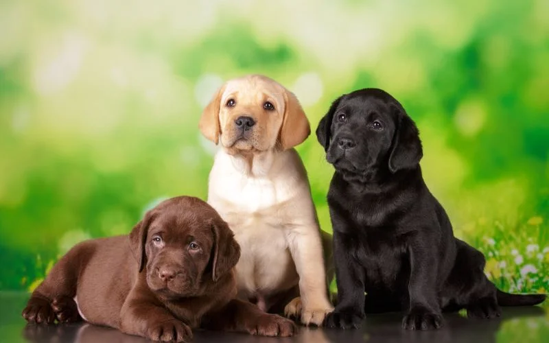 Best Dogs for First-Time Owners
