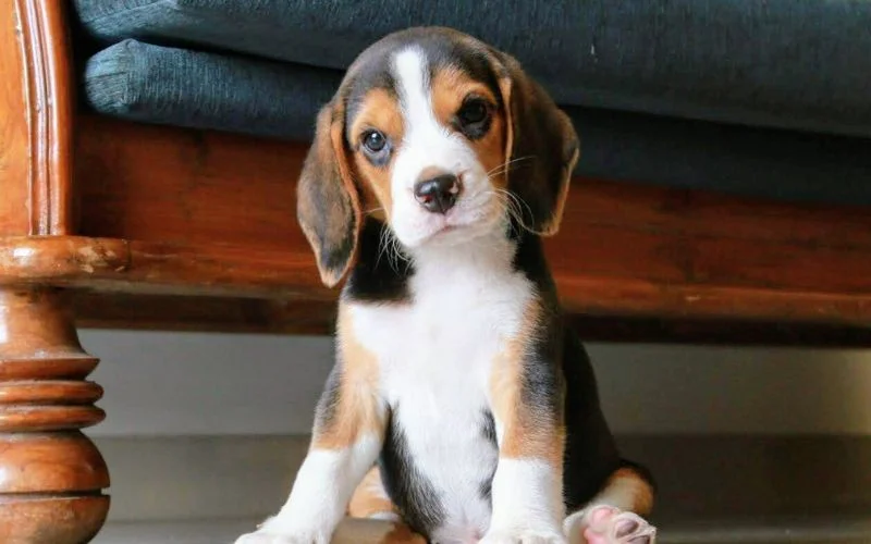 beagles