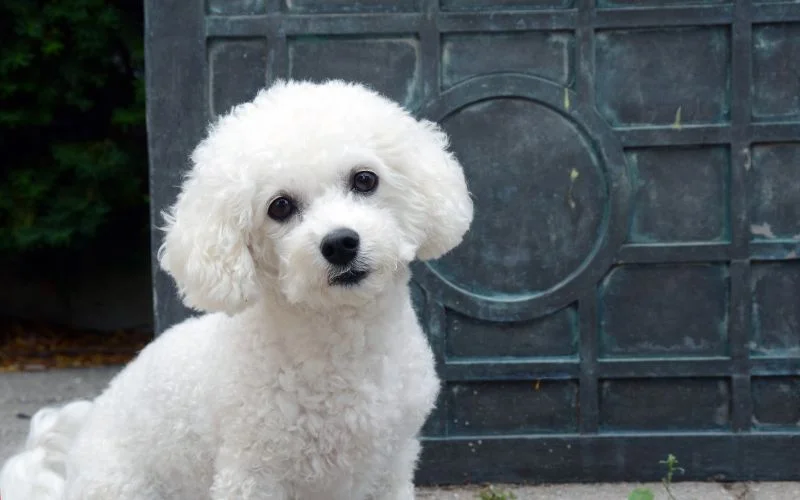 Best Dogs for First Time Owners