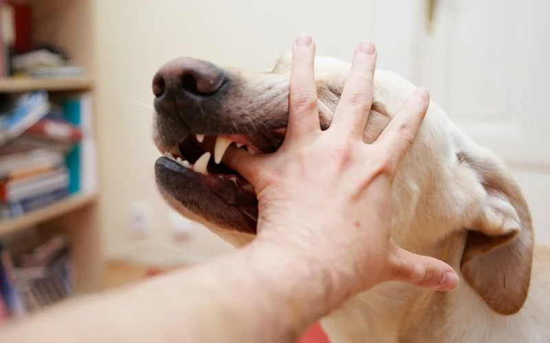 Dog Bites