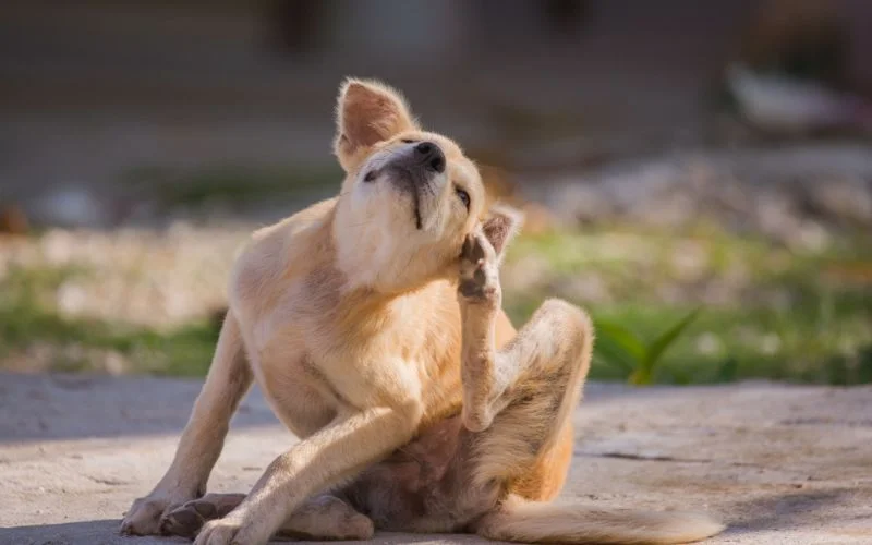 Dog Breeds