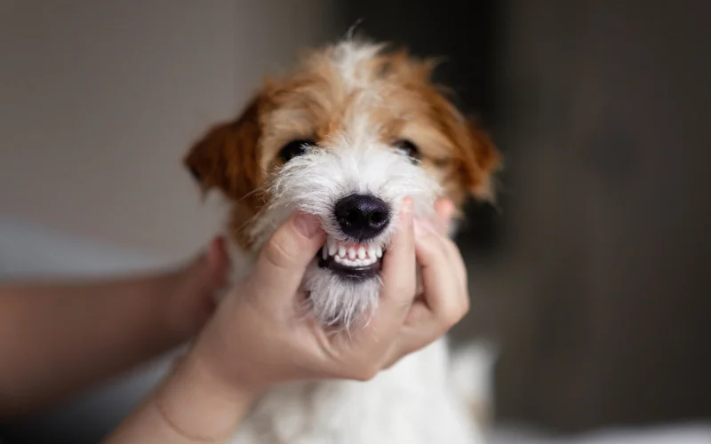 Small Breed Dog's Teeth Clean