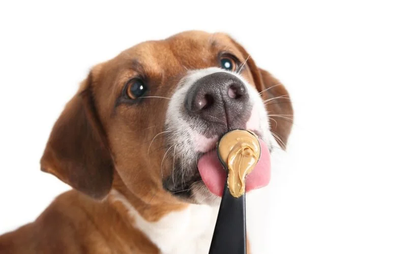 Benefits of High-Fiber Dog Food