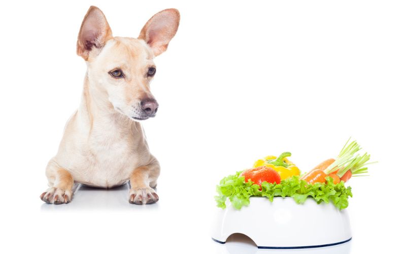 Fiber Should I Feed My Dog