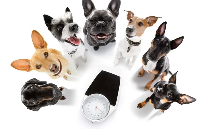 Dog Food Help with Weight Management