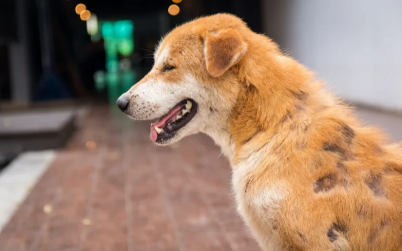 Is Vestibular Disease Painful for Dogs?