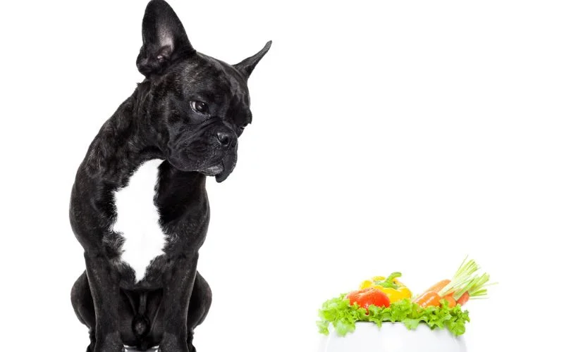 High Fiber Dog Food Suitable for All Dog Breeds