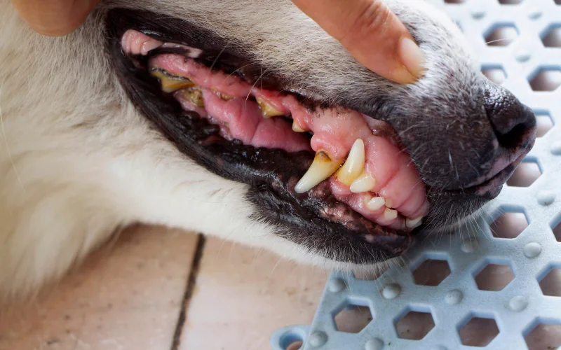 Can Vestibular Disease Affect a Dog's Quality of Life?