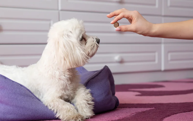 Give My Dog Human Medicine