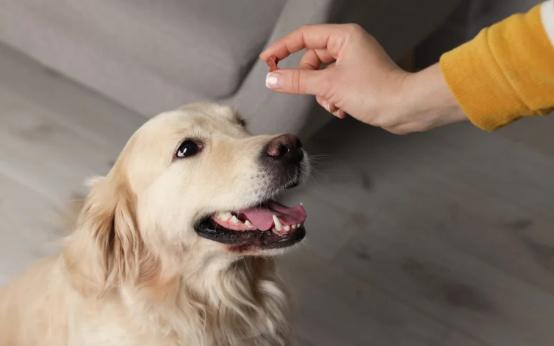 How to Give Your Dog Medicine