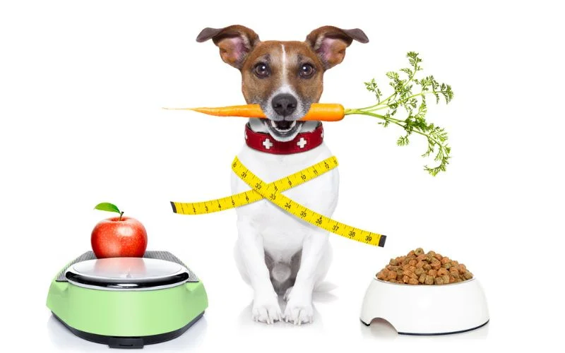 It Take for High-Fiber Dog Food to Show Results