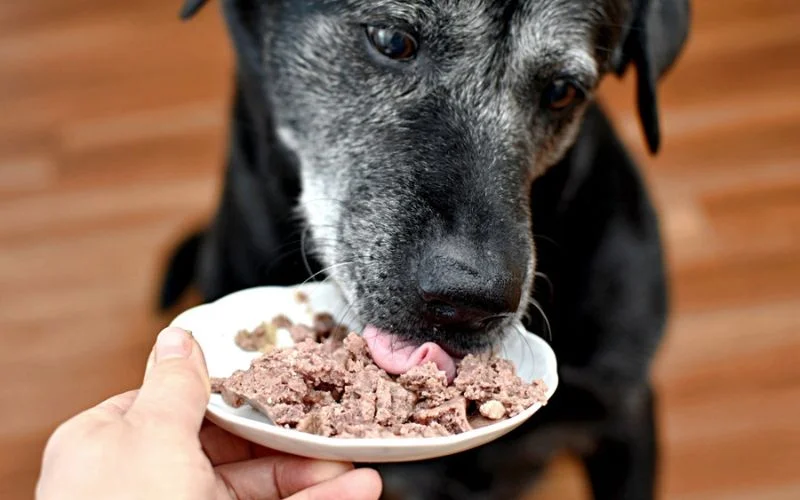 Benefits of Hydrolyzed Protein Dog Food