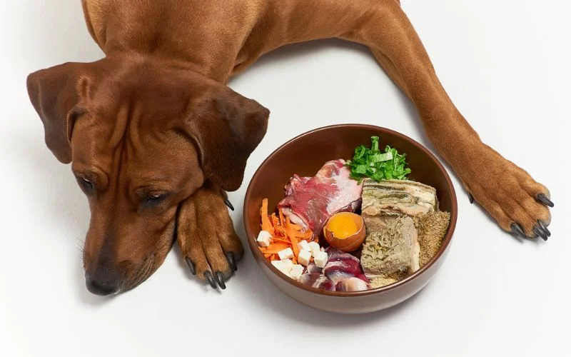 Dog Food Help with Food Allergies