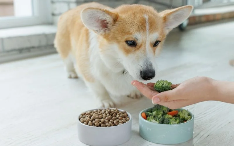 Puppy Food Recommendations