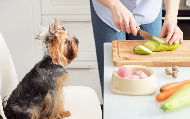 New Food for Sensitive Stomachs