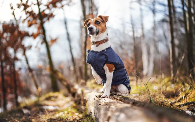 Small Breed Dog Healthy