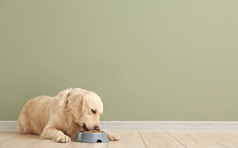 Weight Management Dog Food