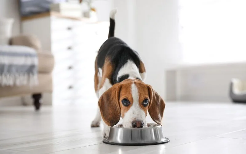 Benefits of Weight Management Dog Food