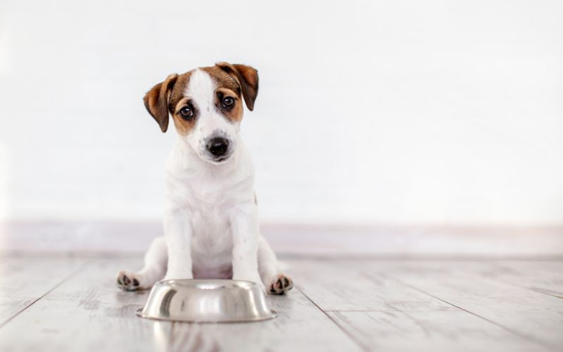 Weight Management Dog Food Work