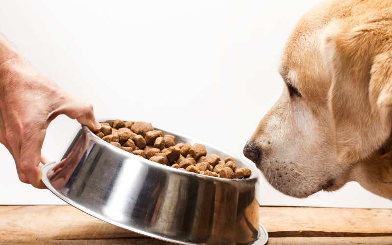 Weight Management Dog Food Should I Feed My Dog