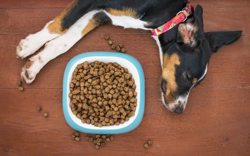 Any Side Effects of Weight Management Dog Food