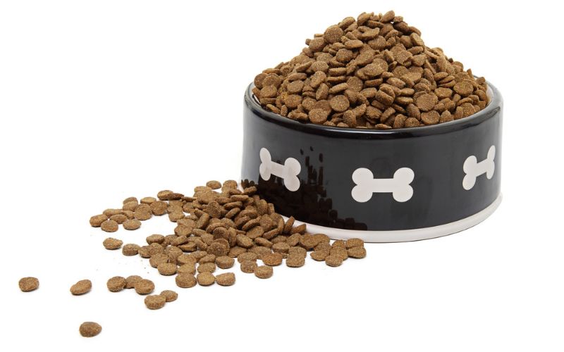 Which is better for my dog