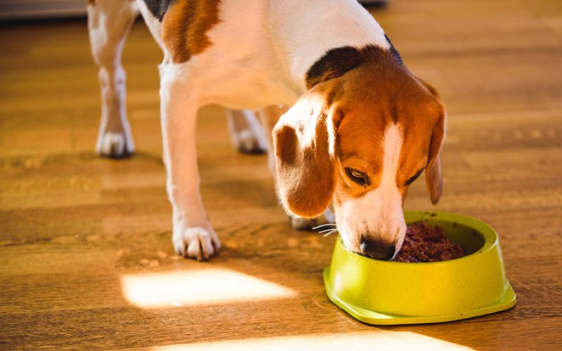 canned food help with a picky eater