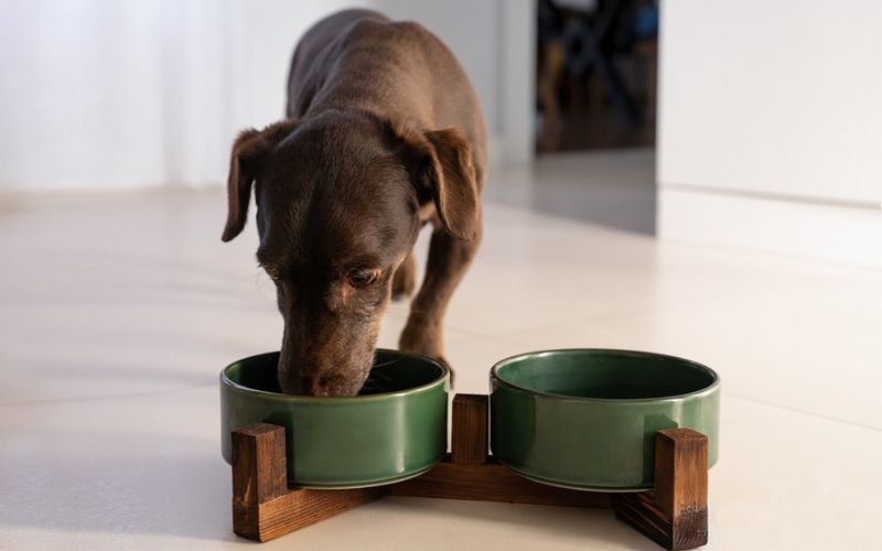 dry food more cost-effective than canned food