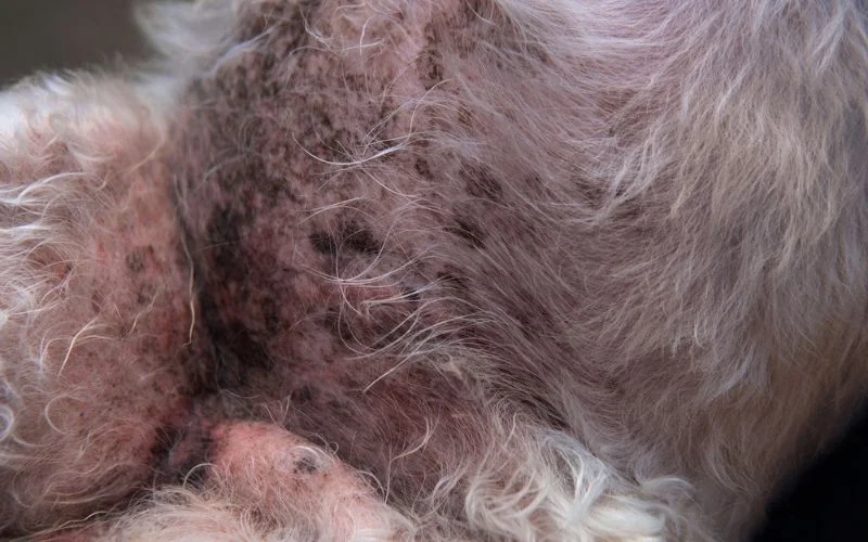 Common Signs of a Sensitive Stomach in Dogs
