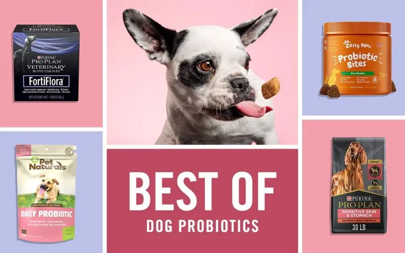 dog probiotics for sensitive stomachs