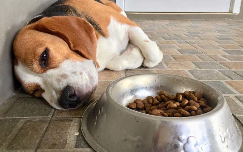 Specific Breeds Prone to Sensitive Stomachs