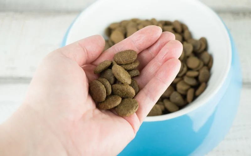 Dog Food for Sensitive Stomach