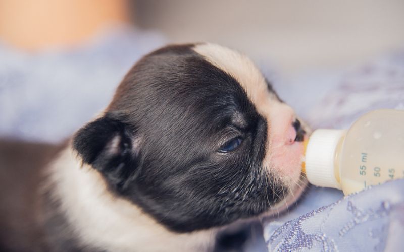 Right Puppy Milk for Your Pet