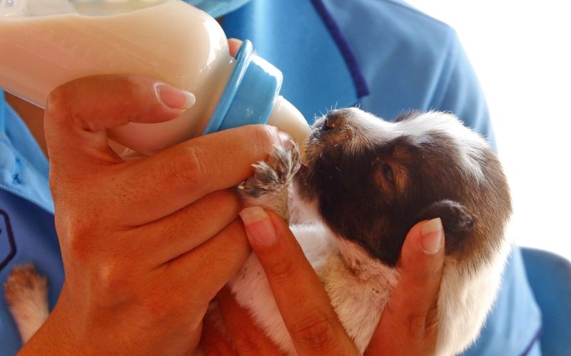 Goat's Milk a Good Option for Puppies