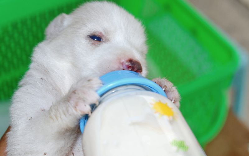 Benefits of Puppy Milk Replacers
