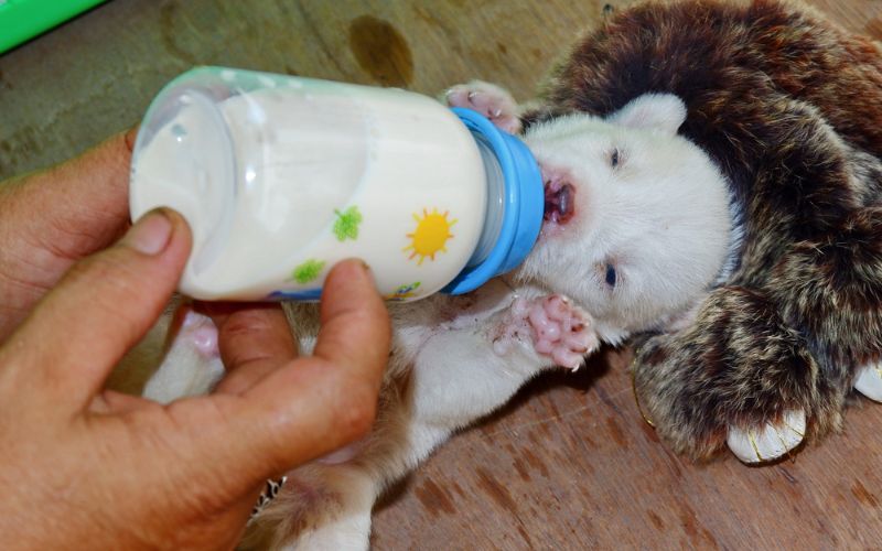 Puppy Milk Recipes Safe for Puppies