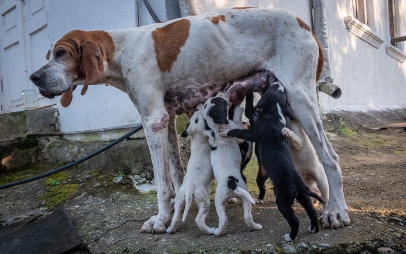 Key Ingredients to Look for in Puppy Milk