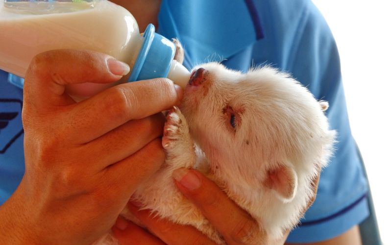 Puppy Milk Should I Feed My Dog