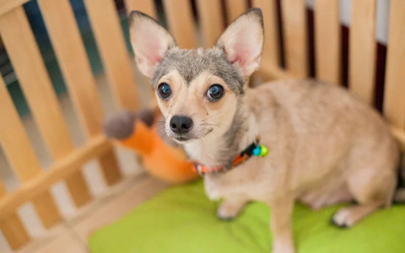 Train My Small Breed Dog