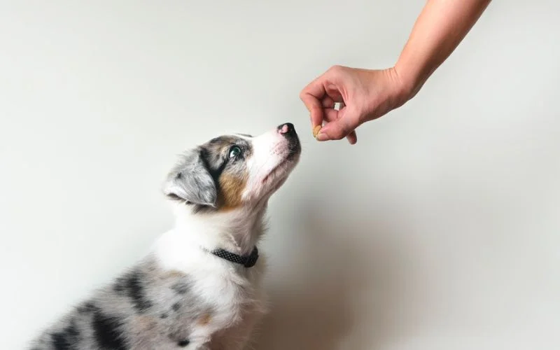 Obedience Training