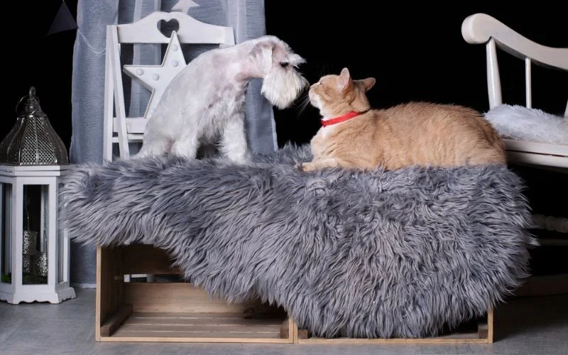A Cat To A Dog