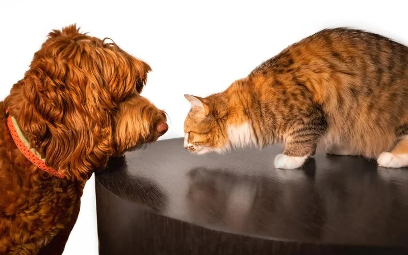cat and dog