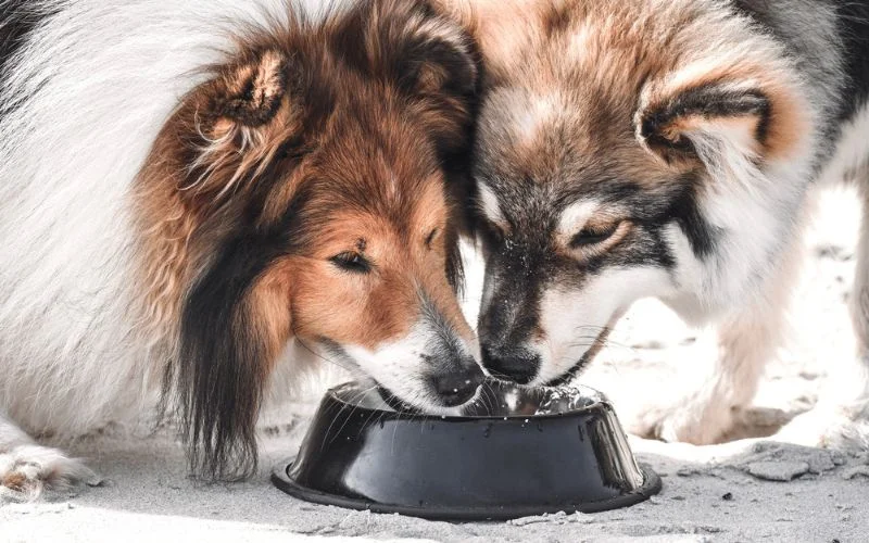 Hydration