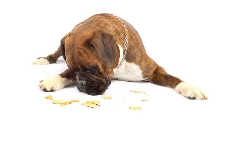 Best Wet Dog Food