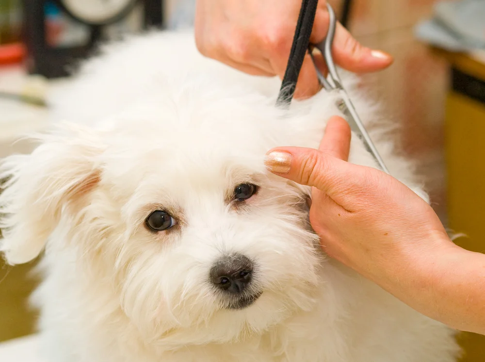 Small Breed Dog Grooming