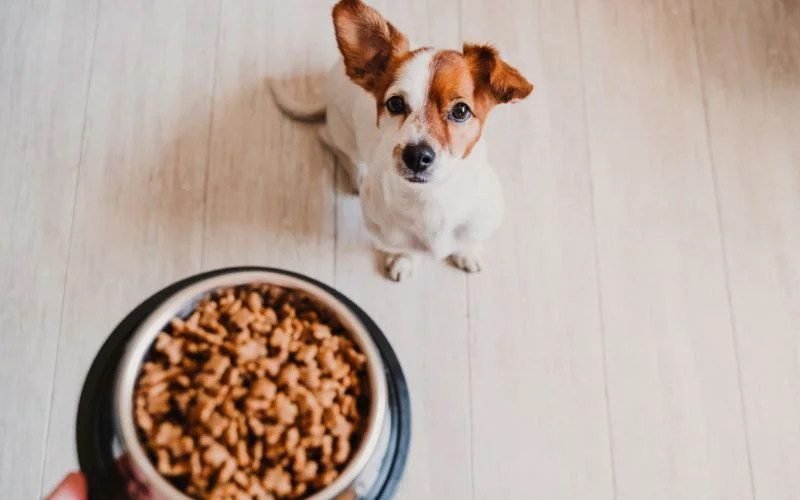 I Feed My Small Dog