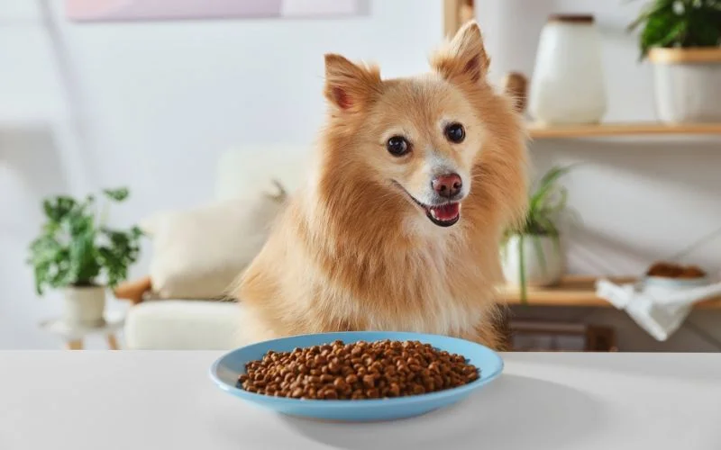 Wet or Dry Food for My Small Dog