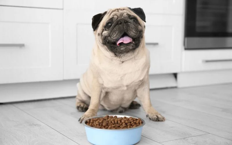 Eat the Same Food as Large Dogs
